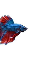 Betta Fish