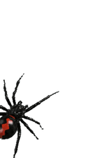 Black Widow