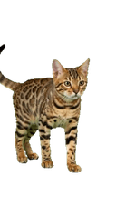 Cat Spotted
