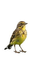 Song Bird
